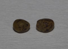 Indigofera rhodantha