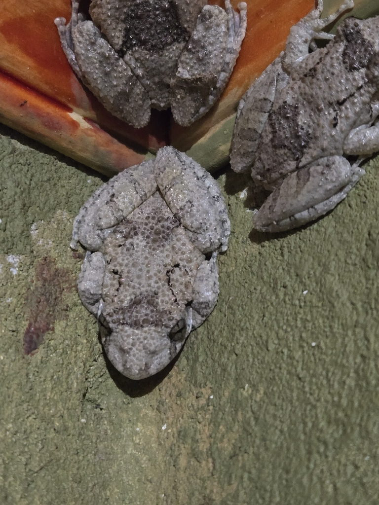 Mato Grosso Snouted Treefrog
