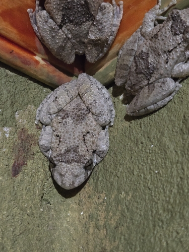 Mato Grosso Snouted Treefrog, Scinax acuminatus