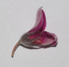 Indigofera rhodantha