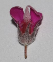 Indigofera rhodantha