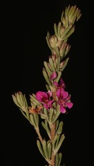 Indigofera rhodantha