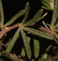 Indigofera rhodantha