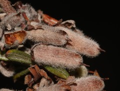 Indigofera rhodantha