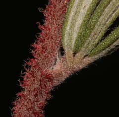 Indigofera rhodantha