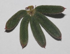 Indigofera rhodantha