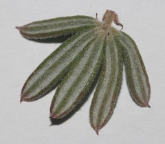 Indigofera rhodantha