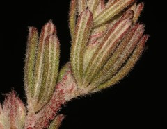 Indigofera rhodantha