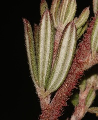 Indigofera rhodantha