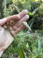 Cenchrus latifolius