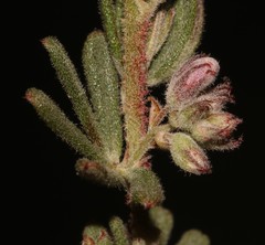 Indigofera rhodantha