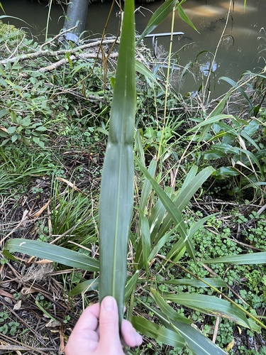 Cenchrus latifolius, photograph 3