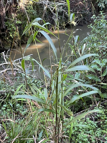 Cenchrus latifolius, photograph 4