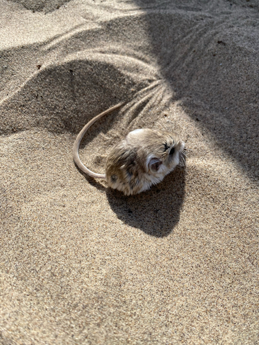 Microdipodops megacephalus, 2026-05-04