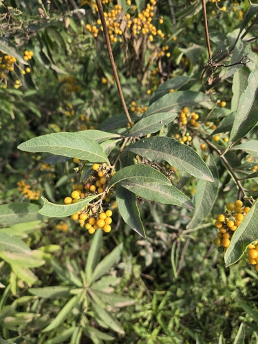 Solanum argentinum, photograph 5