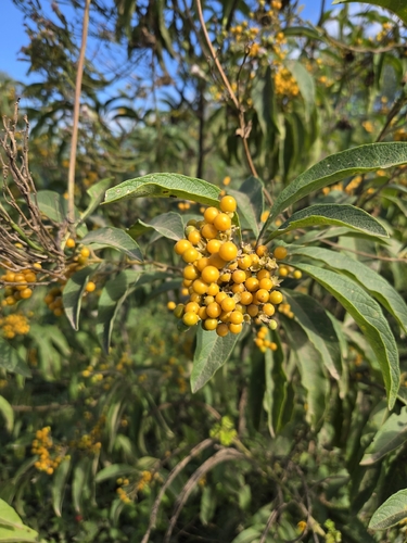 Solanum argentinum, photograph 6