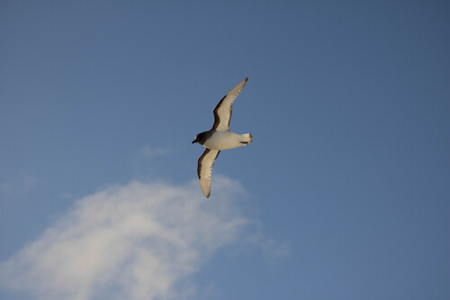 iNaturalist image