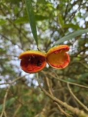 Tabernaemontana catharinensis, photograph (c) Tomás Tamagno, some rights reserved (CC BY)