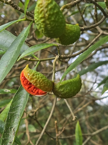 Tabernaemontana catharinensis, photograph 4