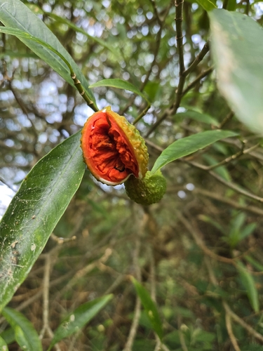 Tabernaemontana catharinensis, photograph 5