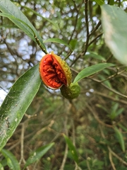 Tabernaemontana catharinensis, photograph (c) Tomás Tamagno, some rights reserved (CC BY)