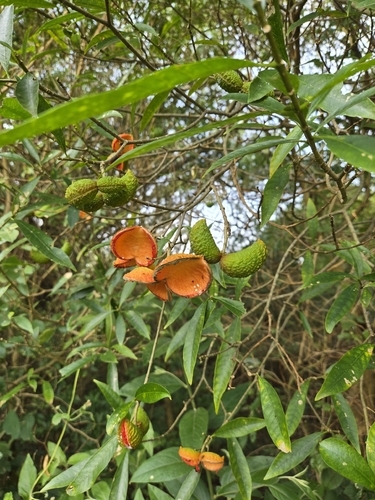 Tabernaemontana catharinensis, photograph 6
