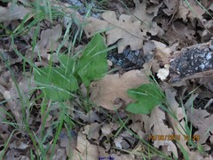 Arum cylindraceum