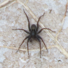 Pardosa moesta