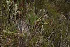 Indigofera rhodantha