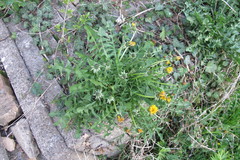 Taraxacum homoschistum