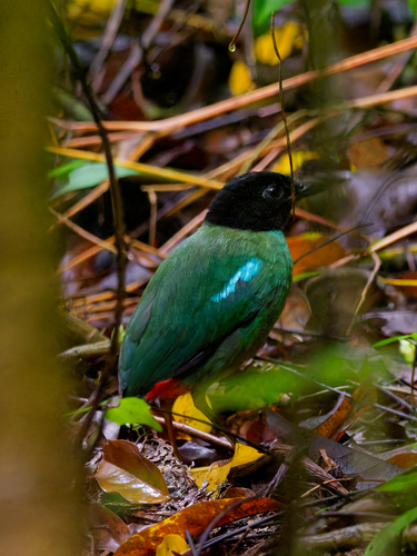 Minahasa Hooded Pitta (Pitta forsteni), photo 2