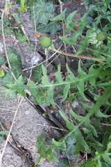 Taraxacum homoschistum