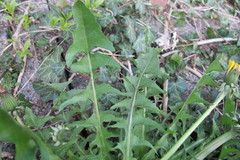 Taraxacum homoschistum