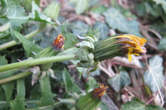 Taraxacum homoschistum
