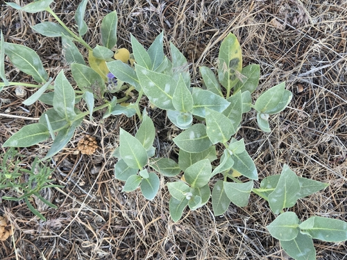 Asclepias vestita, photograph 6