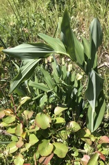 Polygonatum × hybridum