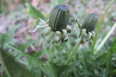 Taraxacum homoschistum