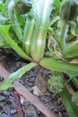 Taraxacum homoschistum