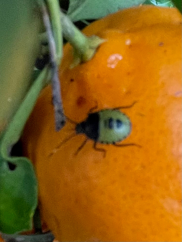 Spined citrus bug