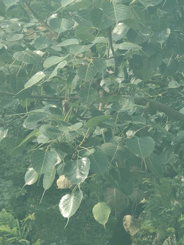 Sacred fig