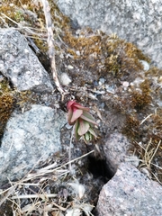 Hylotelephium maximum