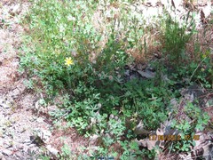Trifolium hirtum