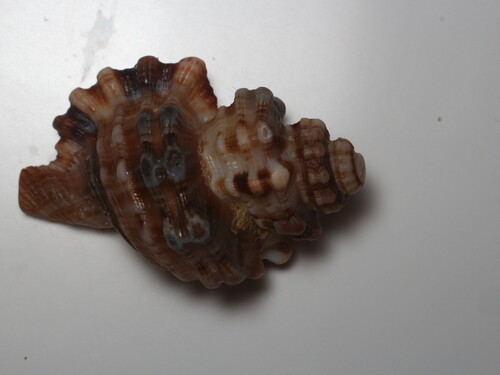 Monoplex exaratus