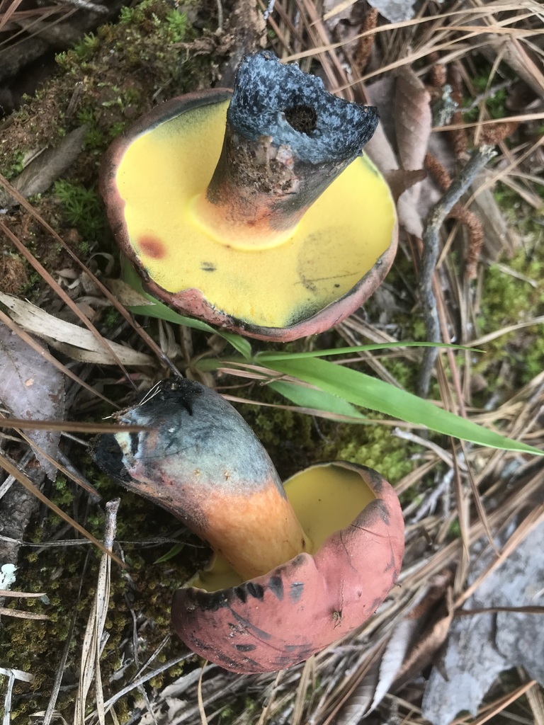 Hongoboletus americanus