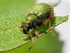 Polydrusus pterygomalis