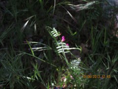 Vicia sativa nigra
