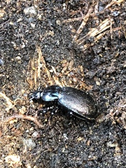 Sphaeroderus