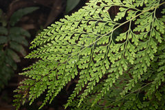 Odontosoria chinensis, photograph (c) Saryu Mae 前 朝琉, some rights reserved (CC BY)