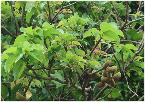 Sterculia ceramica observed 2026-06-07