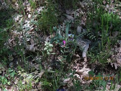 Vicia sativa nigra